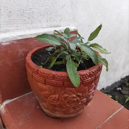 Antoniet נאפולי