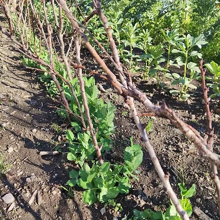 Antoniet فندق مبيت وإفطار نابولي