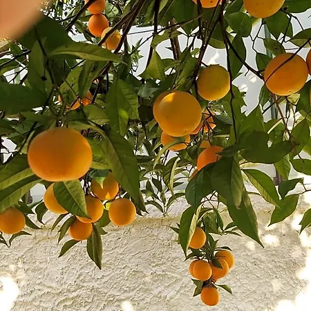 فندق مبيت وإفطار Antoniet